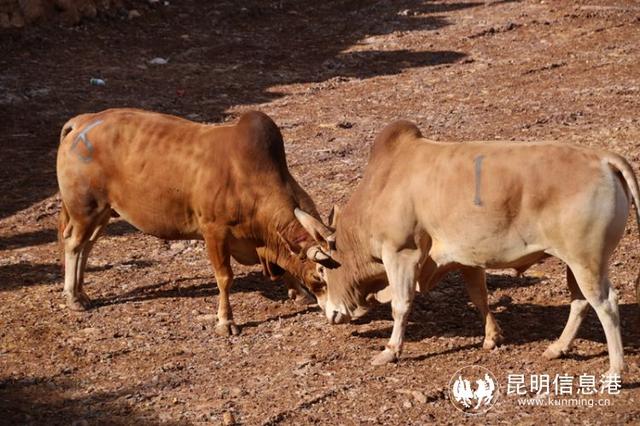 多彩民俗活动引客来 楚雄州禄丰市广通镇举办"六月六"彝族情人节活动