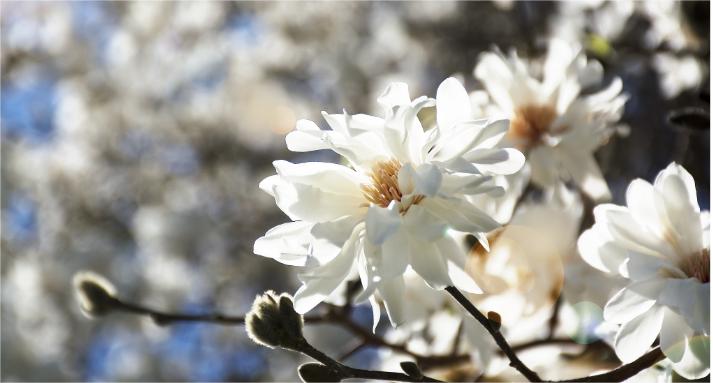 【清明追思】纪念庄孝僡先生诞辰110周年