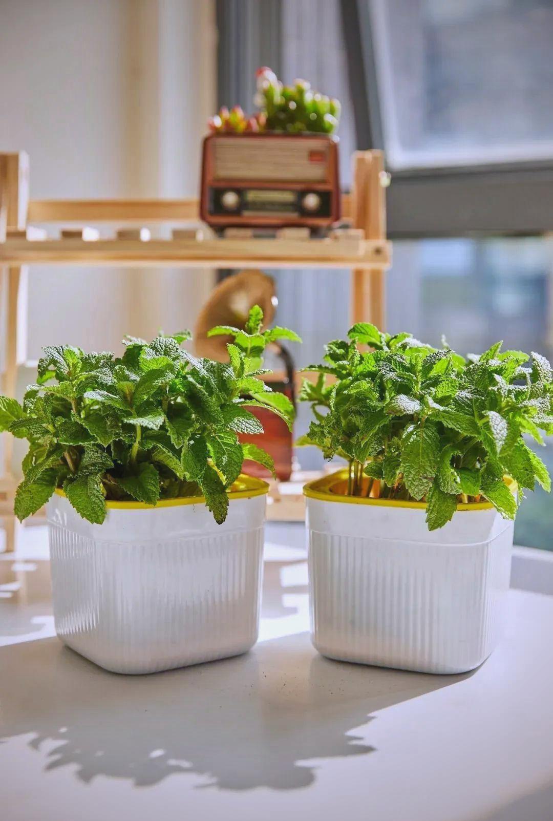 打工人的穷养美学为何一株零成本薄荷能治愈职场焦虑?