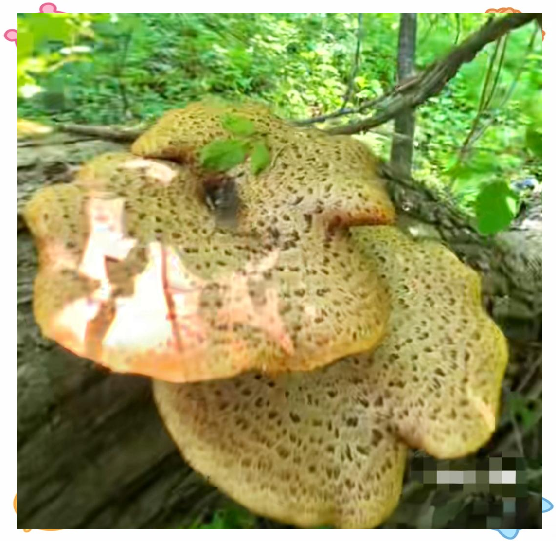 虎掌菌与宽鳞大孔菌:相似外观下的生态与特征差异