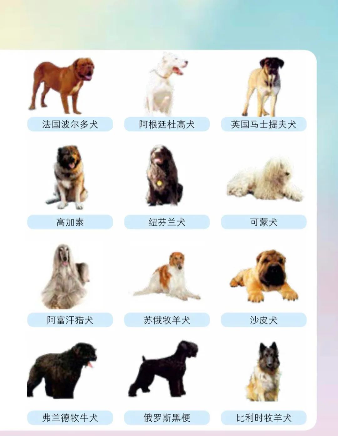 禁养犬种类图片