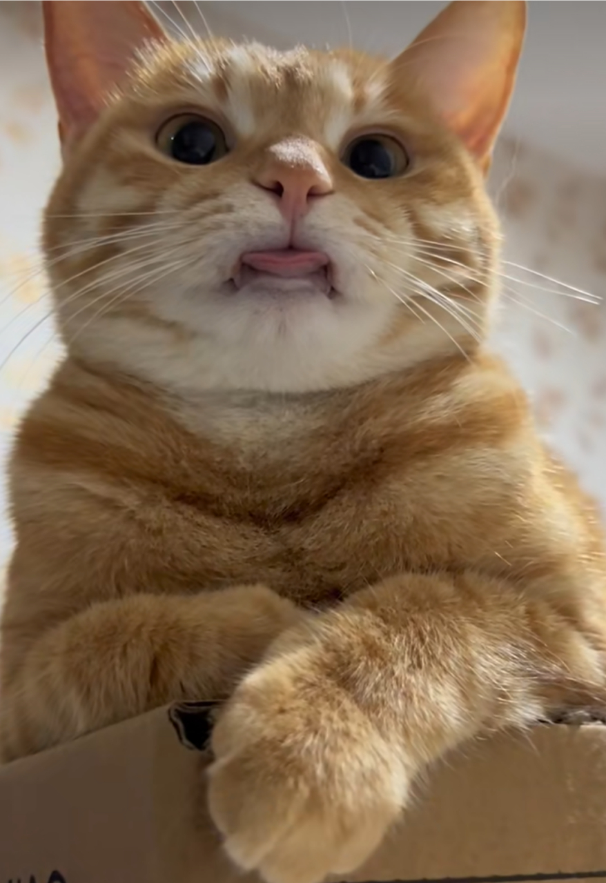 哈哈哈,好可爱的猫咪,吐舌头的样子真萌!