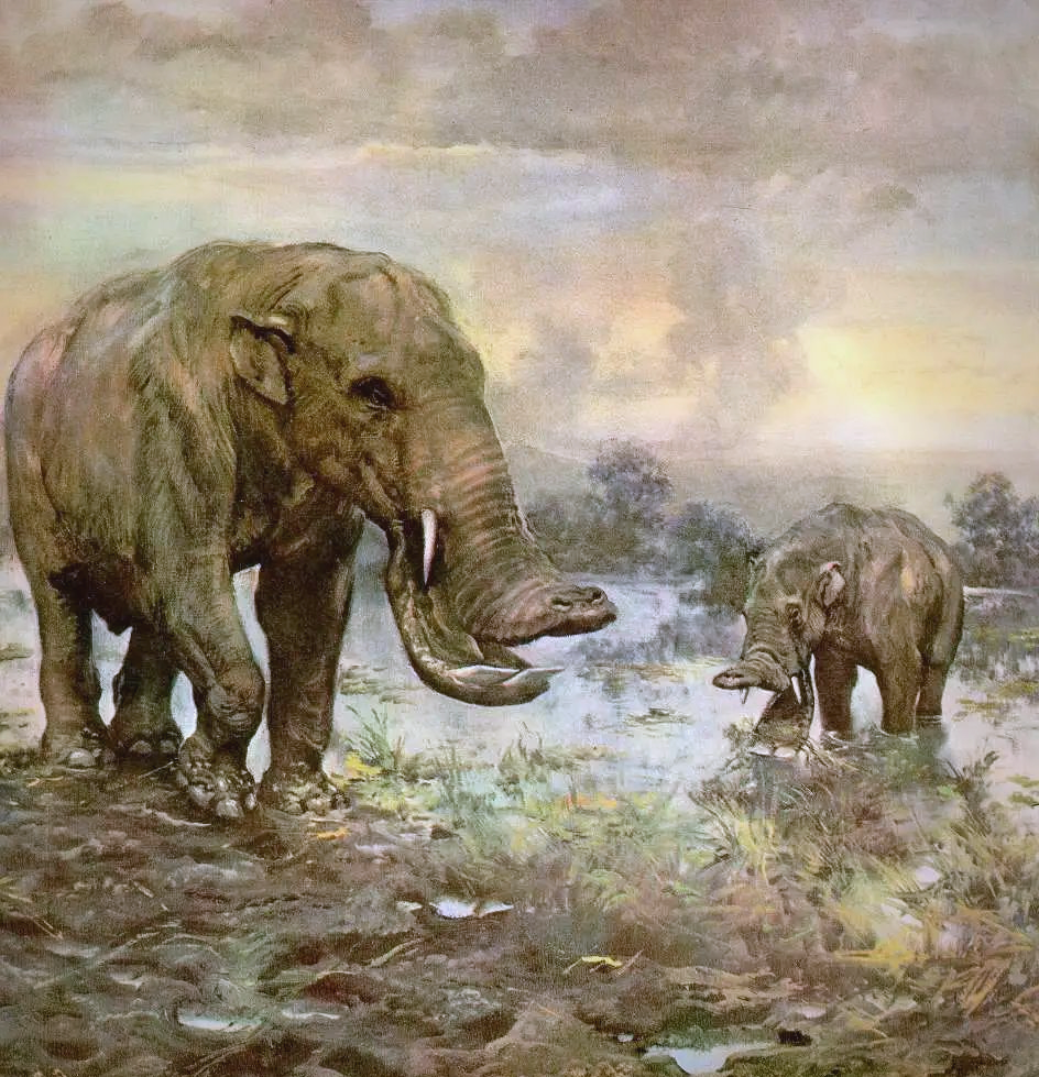 探索史前大象世界:铲齿象的独特外貌与生存之道