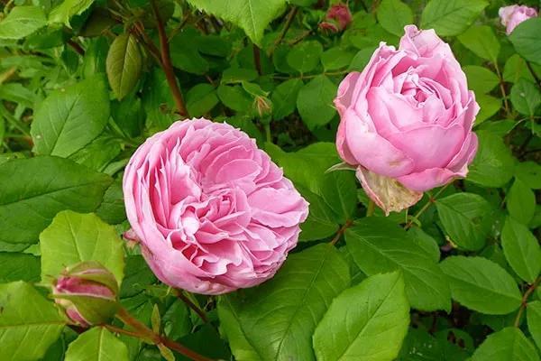 日本月季:京(miyako)