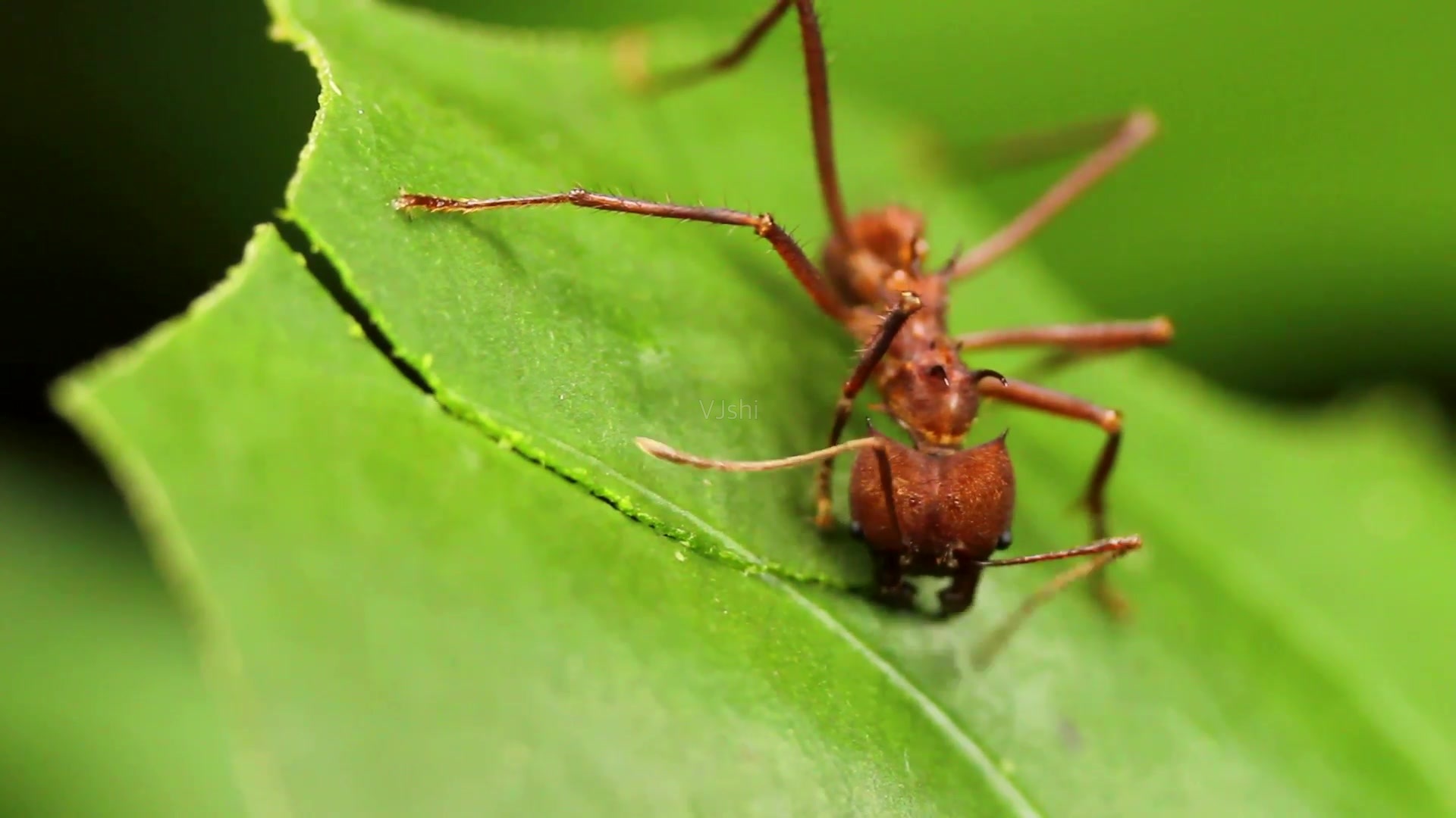 如同它们的名字一样,切叶蚁是一种会切割树叶的蚂蚁.