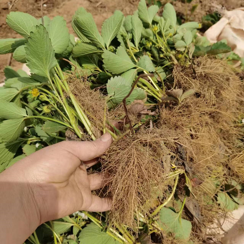 妙香7号草莓苗,妙香7号草莓的优缺点