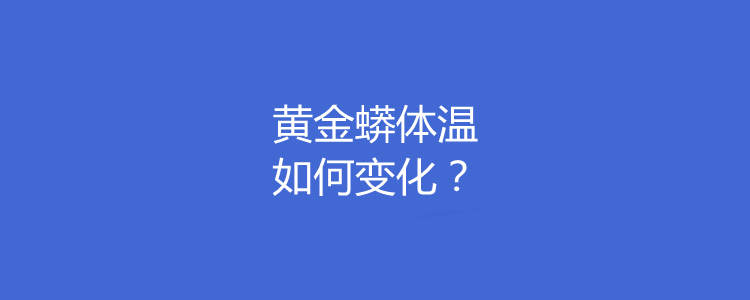 黄金蟒体温如何变化?为什么黄金蟒能成为宠物?