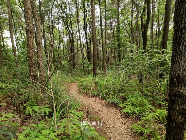 南山野趣篇|春天岭小道(月亮湖-丁家坡)