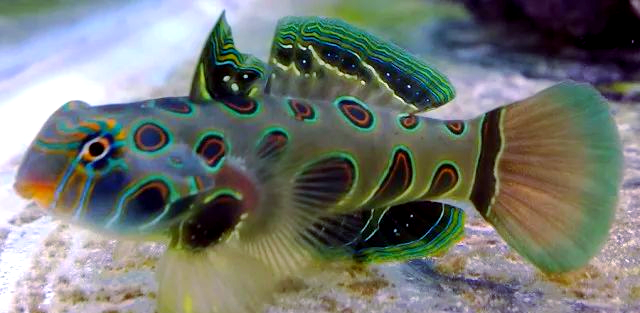 探索海水缸中的多彩青蛙鱼