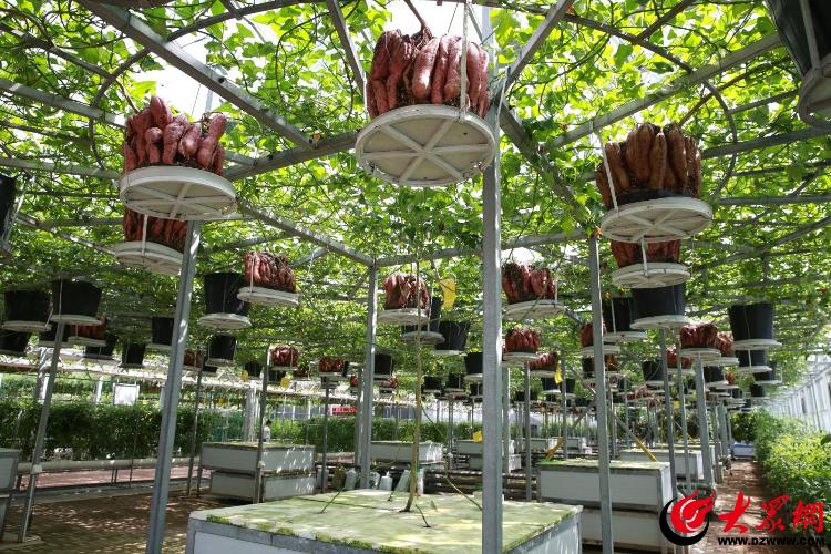 潍坊寿光:蔬菜胜境嘉年华 未来农业新篇章