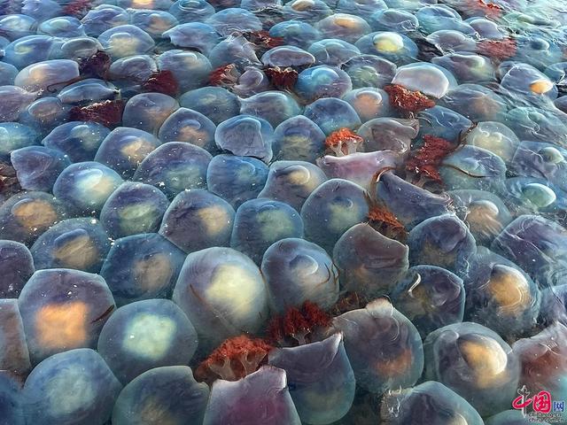 辽宁丹东:实拍东港海蜇养殖基地 大海蜇迎大丰收一网5万斤