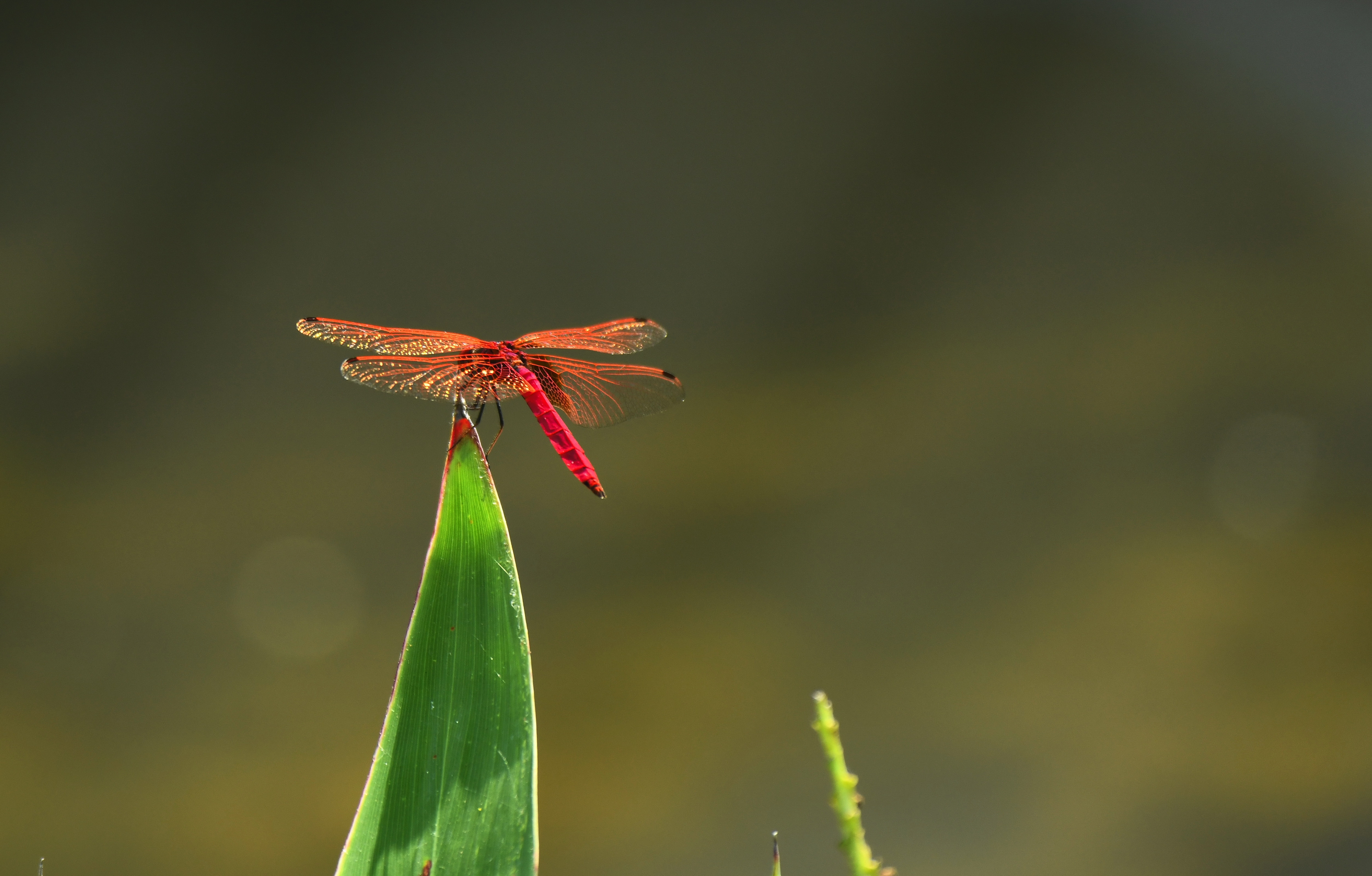 晚风中的红蜻蜓