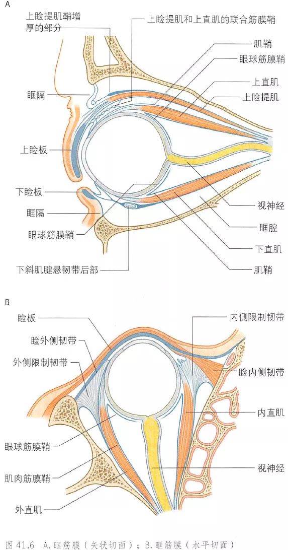 多种眼球基础解剖图精选