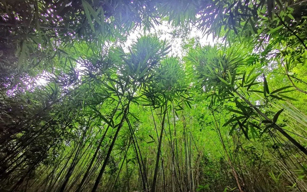带你到绿竹之城"寻宝"!"竹芝共生"谱出广宁林下经济生态致富经