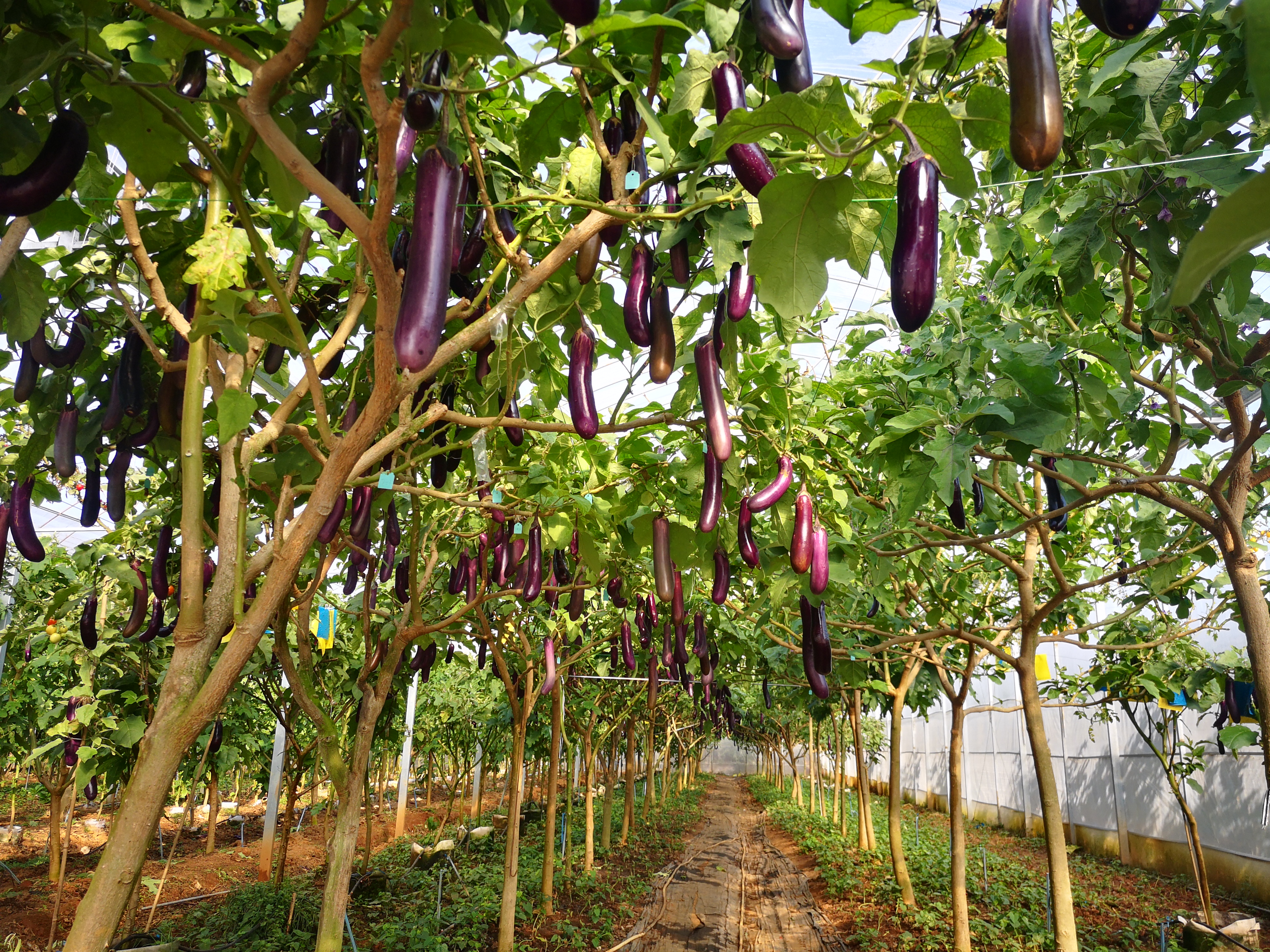 茄子树是个骗局吗?农业科学技术的突破已经实现!