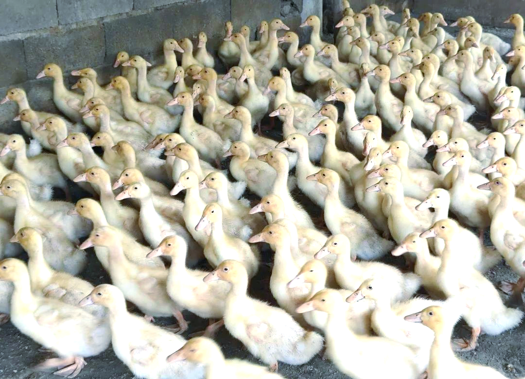生态肉鸭养殖:产业振兴的新引擎,点亮乡村振兴之路