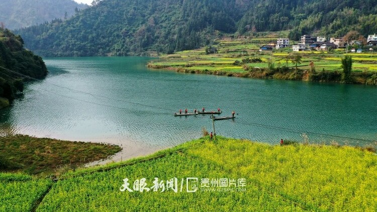 黔东南榕江:油菜花开乡村如画