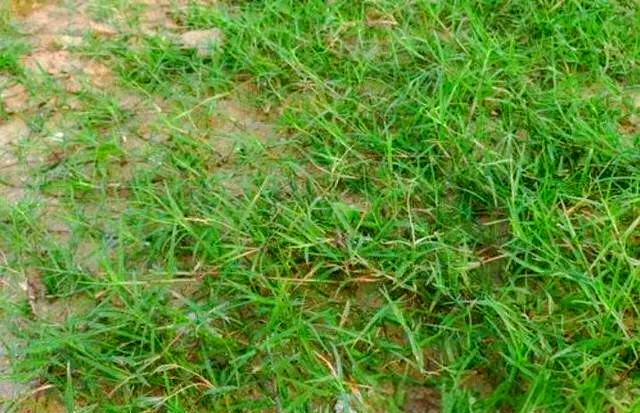 狗牙根草:一种生命力顽强的植物,农村人的宝藏肝炎草