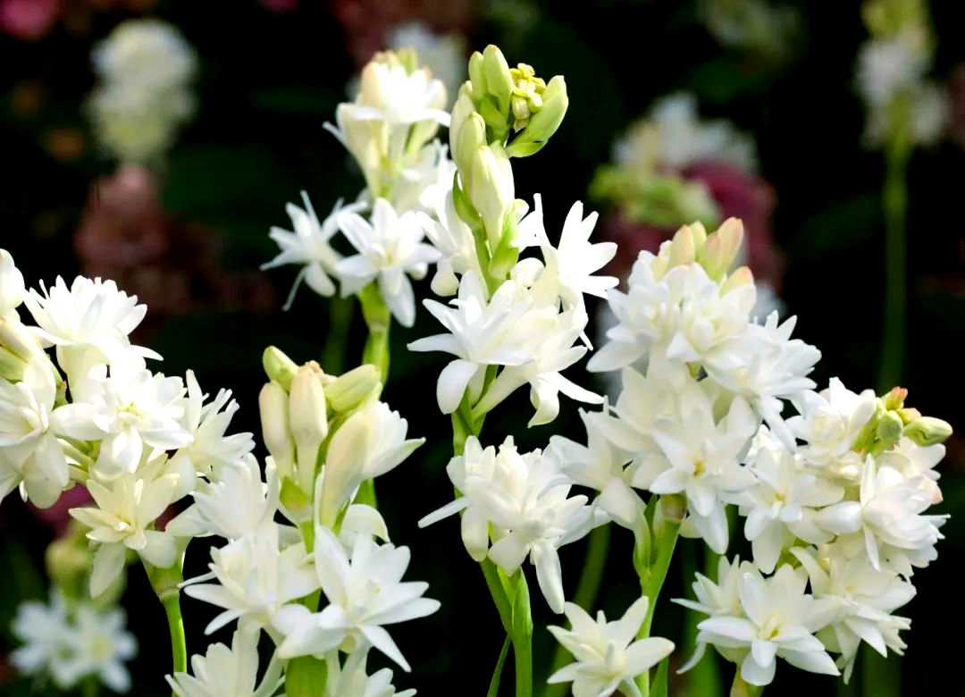 晚香玉:一种独特鳞茎花卉,夜晚花香四溢,花朵可高达一米多
