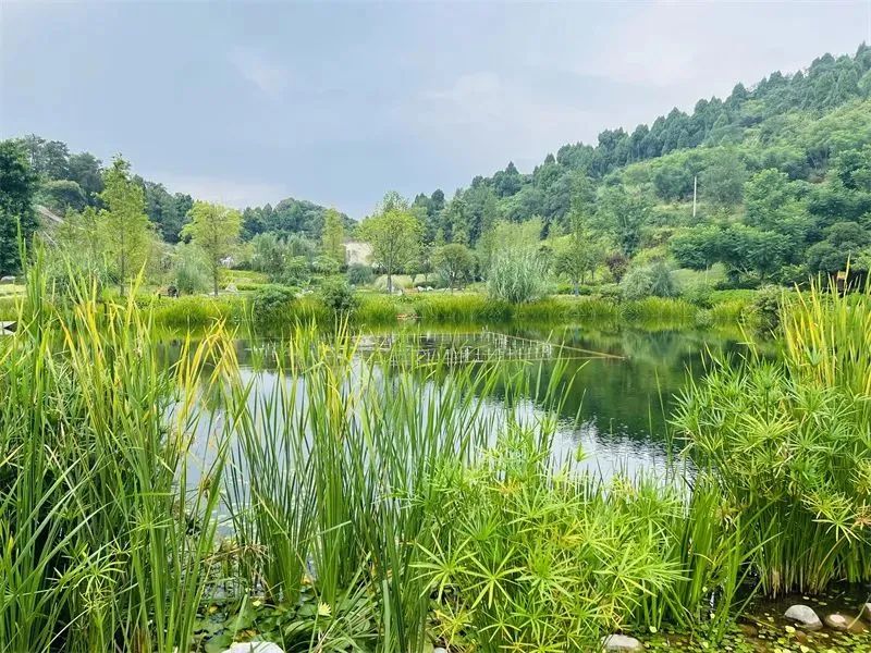 希望的田野:龍泉驛公園城市的鄉村表達