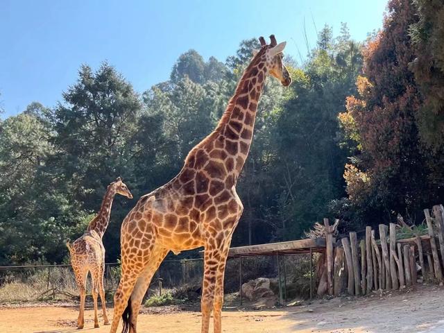 云南野生动物园是云南省唯一的以野生动物驯养繁殖,观赏,展示为主体