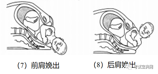 正常分娩-枕先露的分娩机制