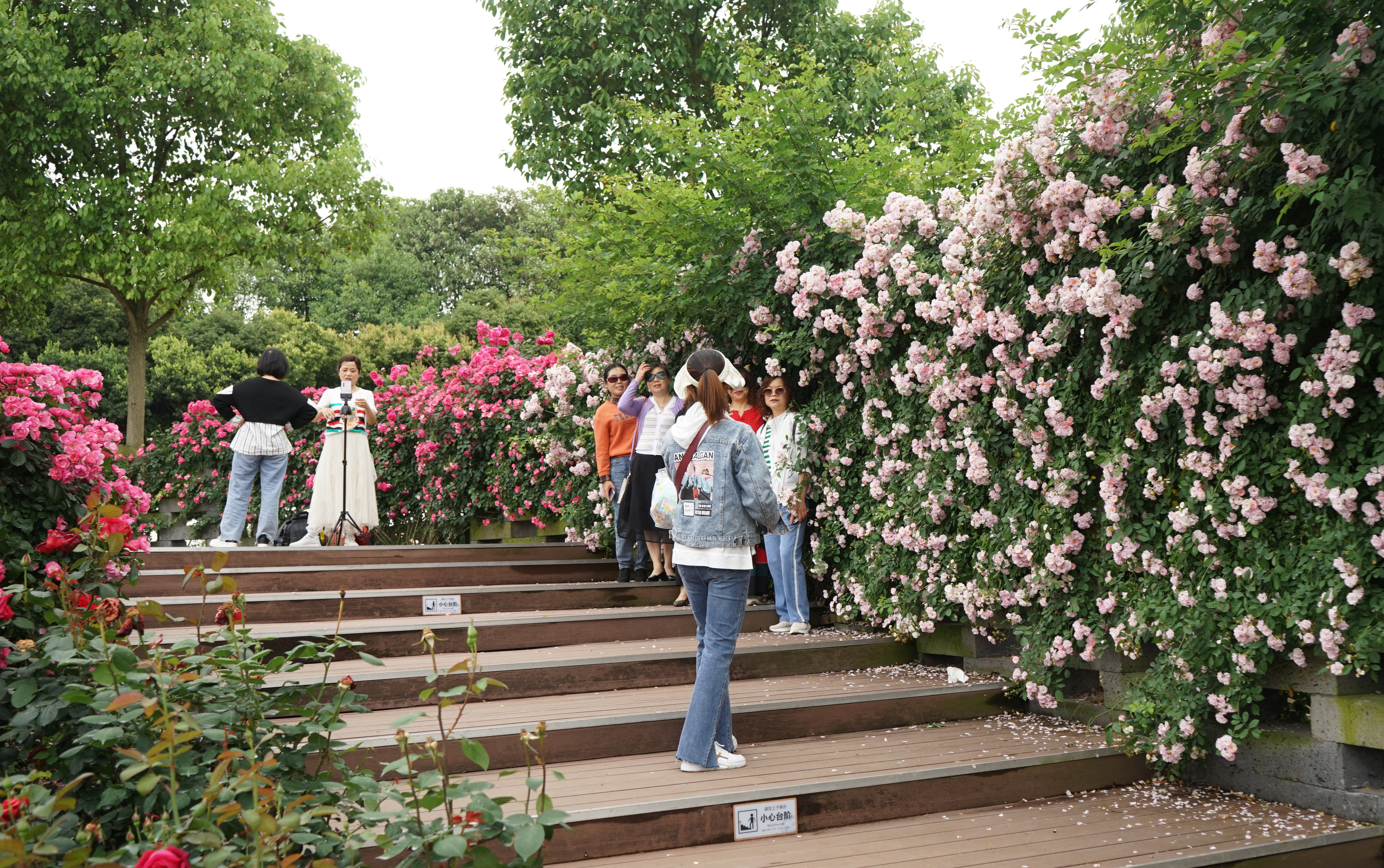 创建天府旅游名县|五一期间,绵竹国家玫瑰公园月季盛放迎客来