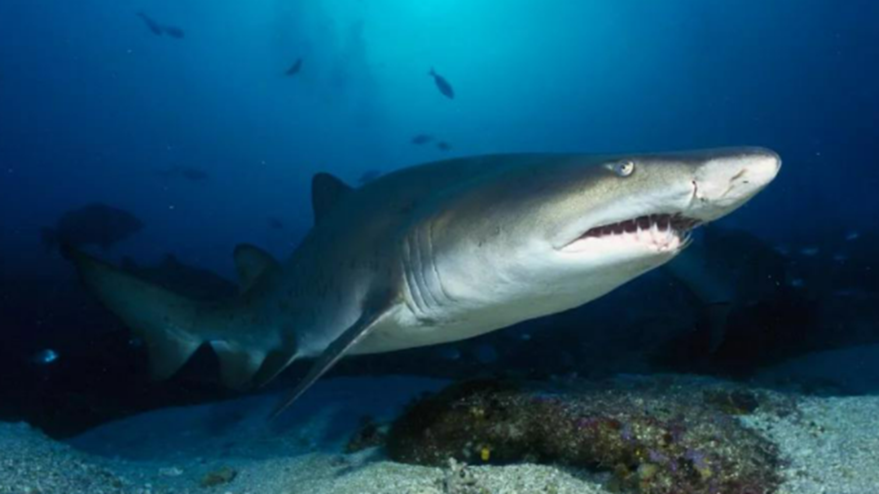 什么鲨鱼比较厉害?