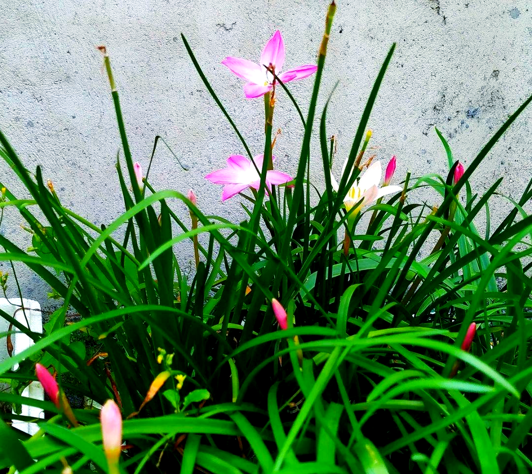 风雨兰与花韭:韭菜味植物界的奇妙世界