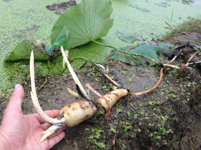 荷花根怎么种植盆栽?你知道吗?