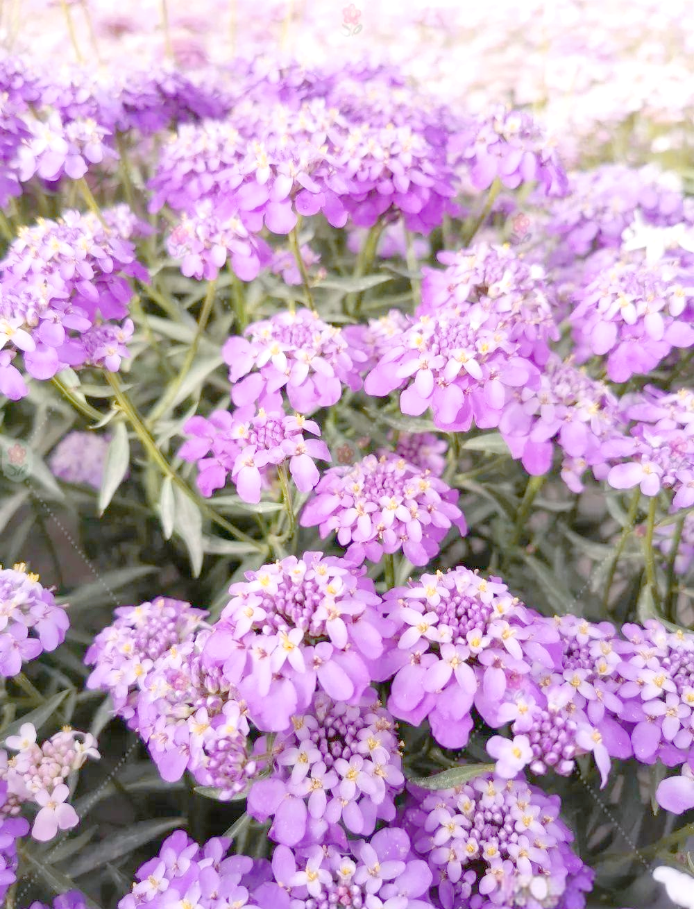 如何种植与管理蜂室花,让家园充满生机