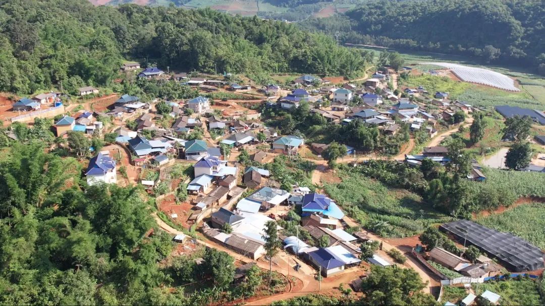 辉煌70年奋进新孟连描绘牛油果产业发展新画卷