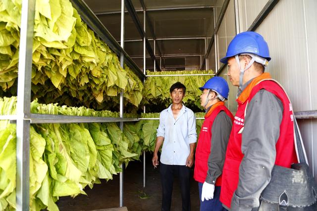 国网嵩县供电公司:全电烤烟 赋能"双碳"绿色发展