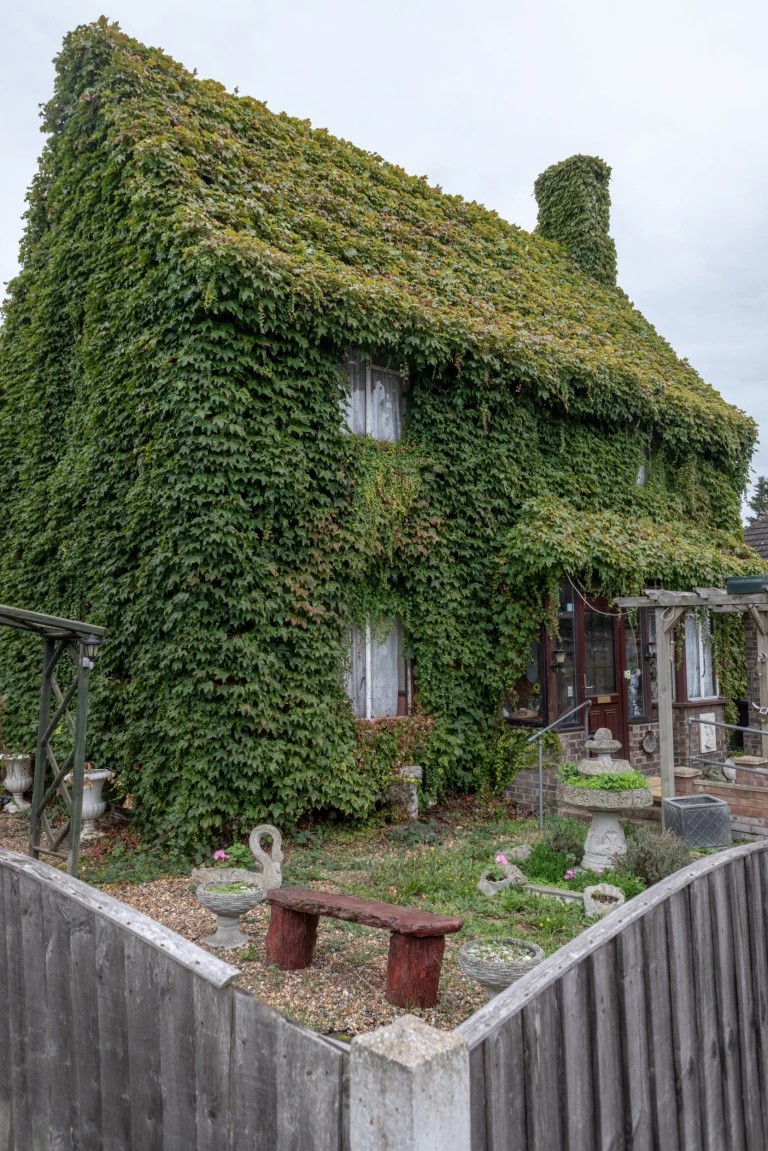 老房子外部长满爬山虎 成当地热门打卡地