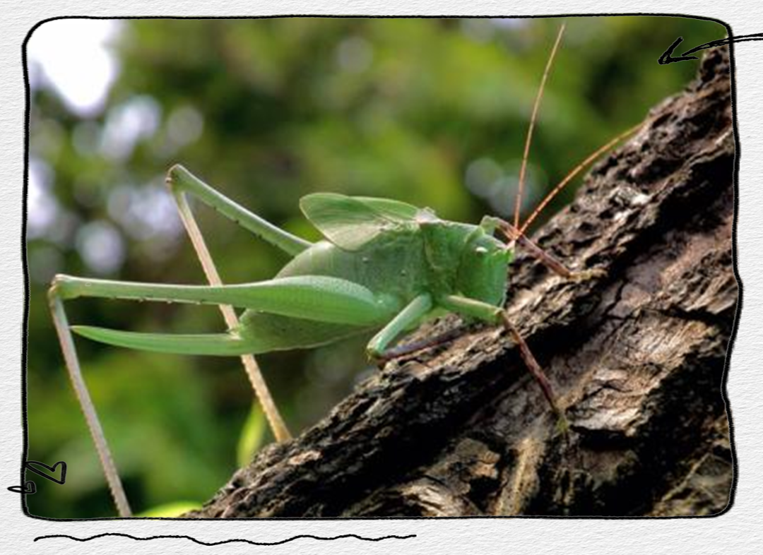 纺织娘:独特的听觉能力与多彩的生活习性