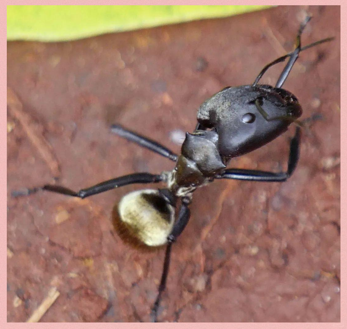 金色蚂蚁的神秘世界与重要角色