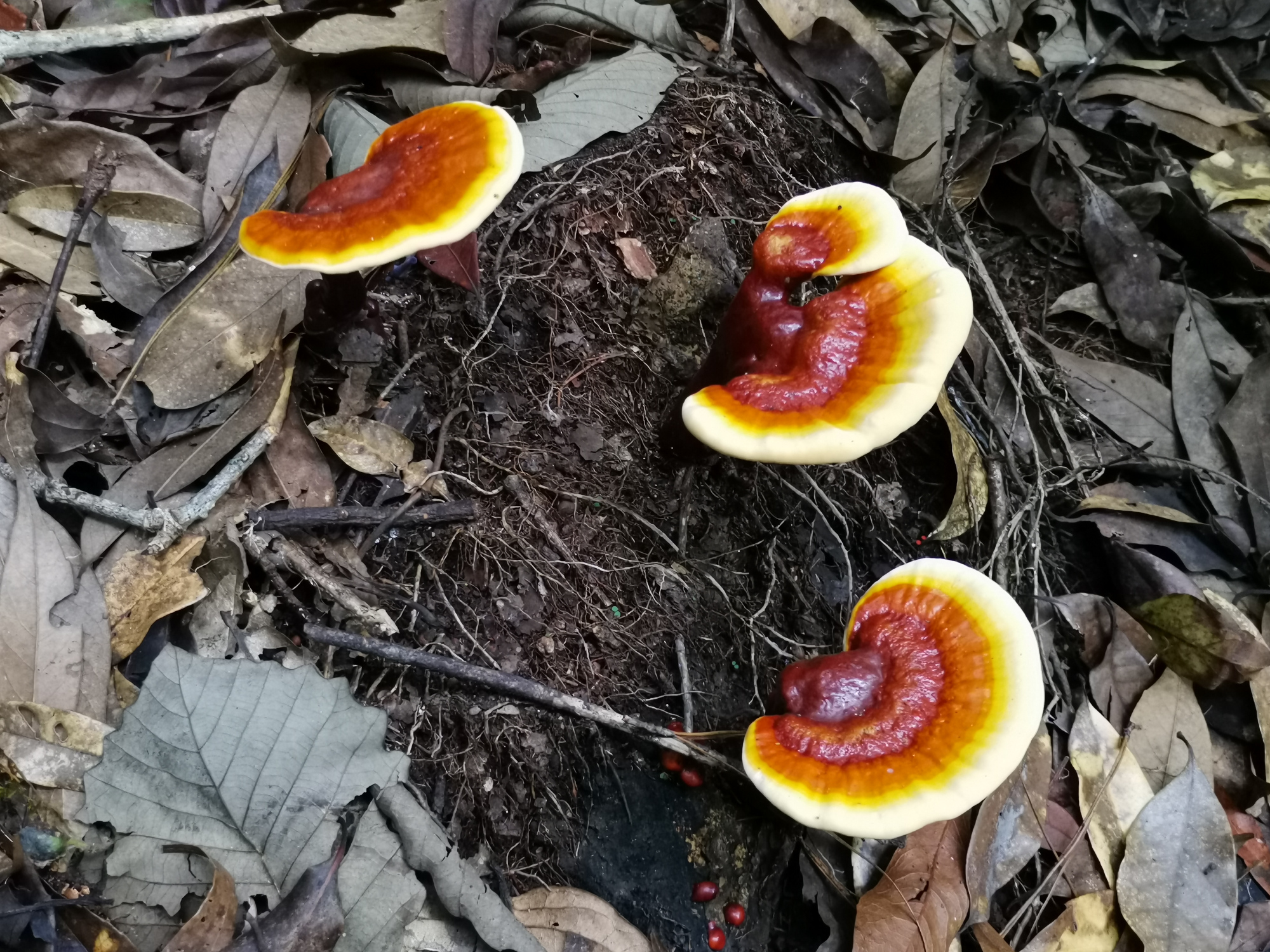 灵芝- 热门商品专区