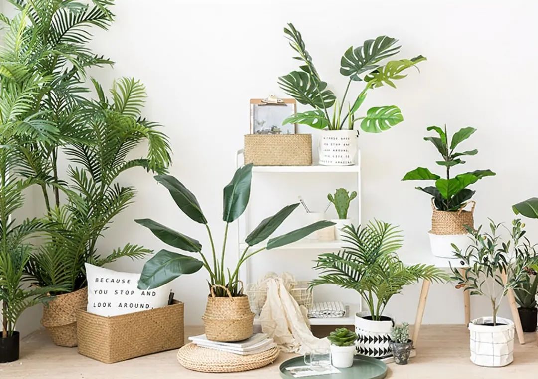 盘点那些年的ins风绿植,拿捏住了!