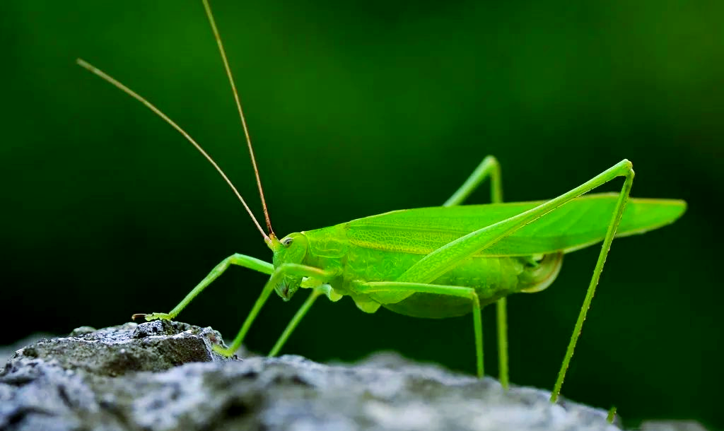 纺织娘:多种别称的植食性昆虫,具备跳跃与飞行能力,繁殖季节歌声悠扬
