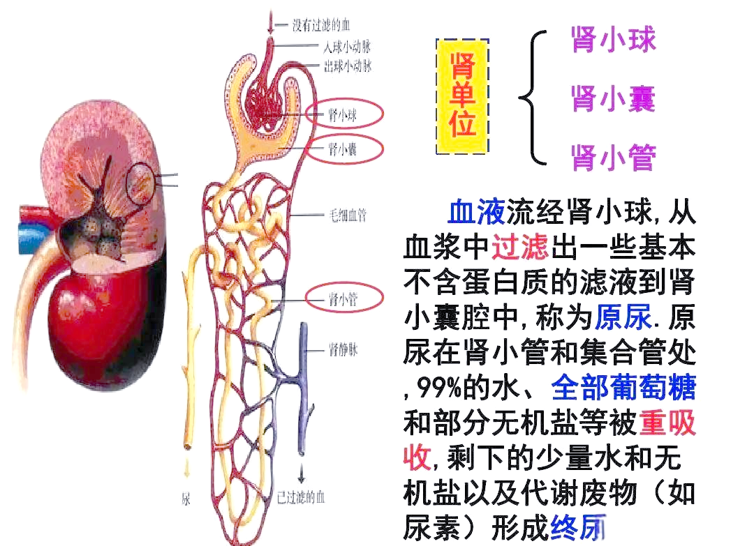 肾小管与集合管:尿液生成的关键所在