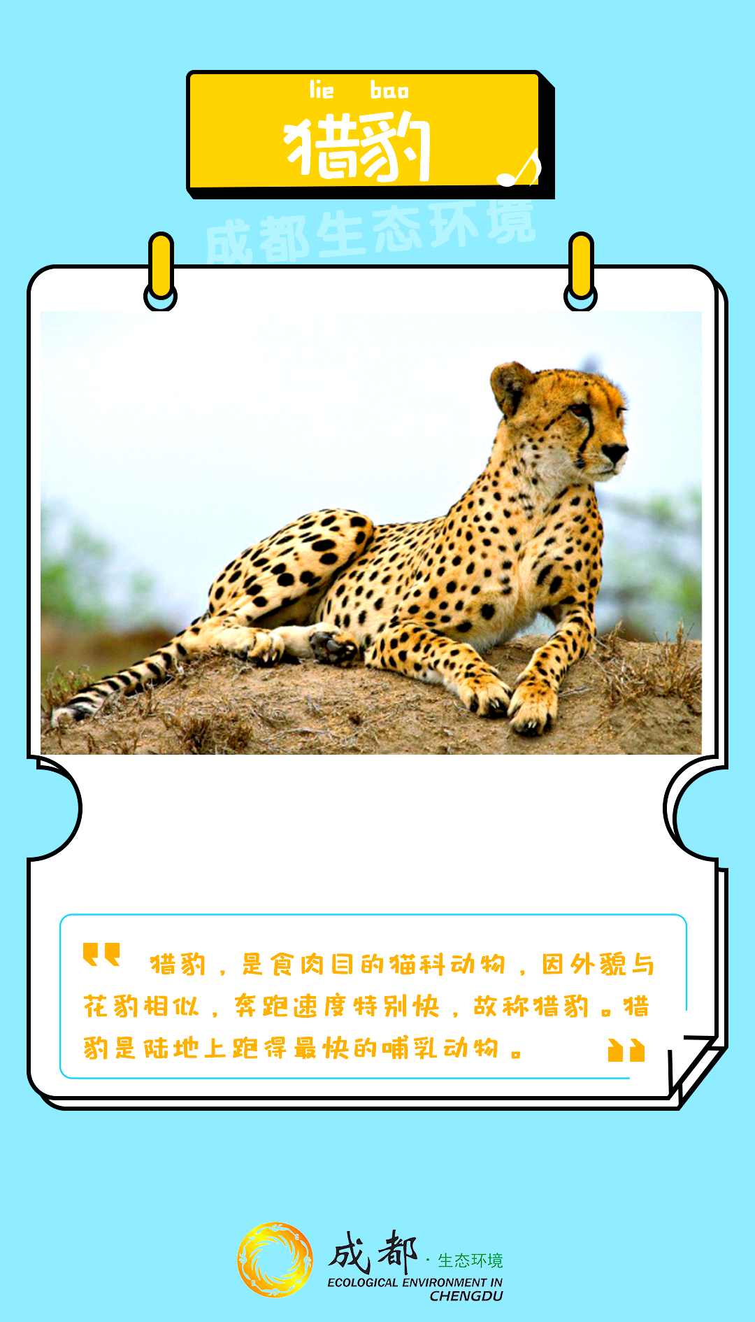 虎年探秘:揭晓猫科动物中的豹子家族