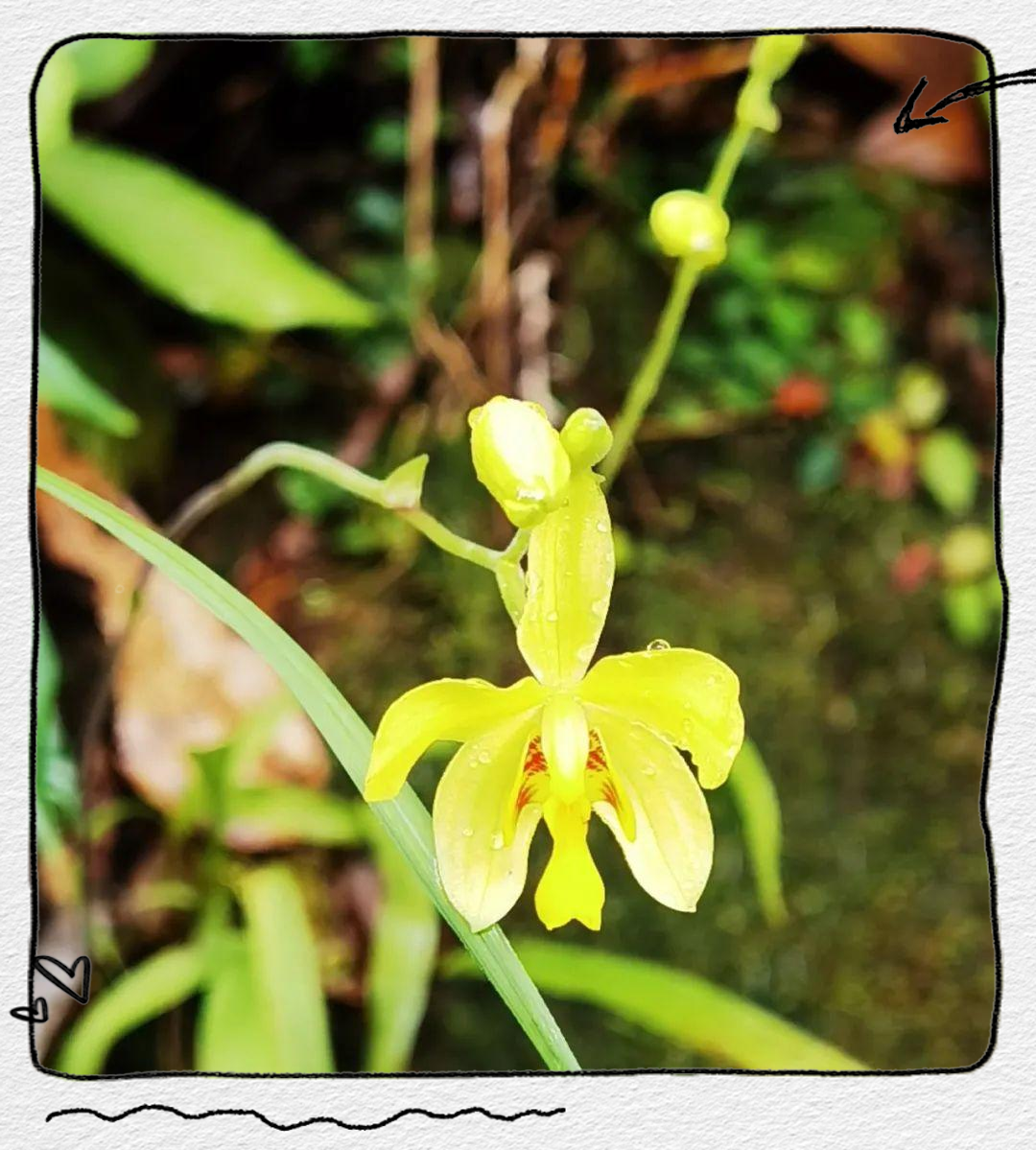 橙黄玉凤花与苞舌兰的相遇与探寻之旅