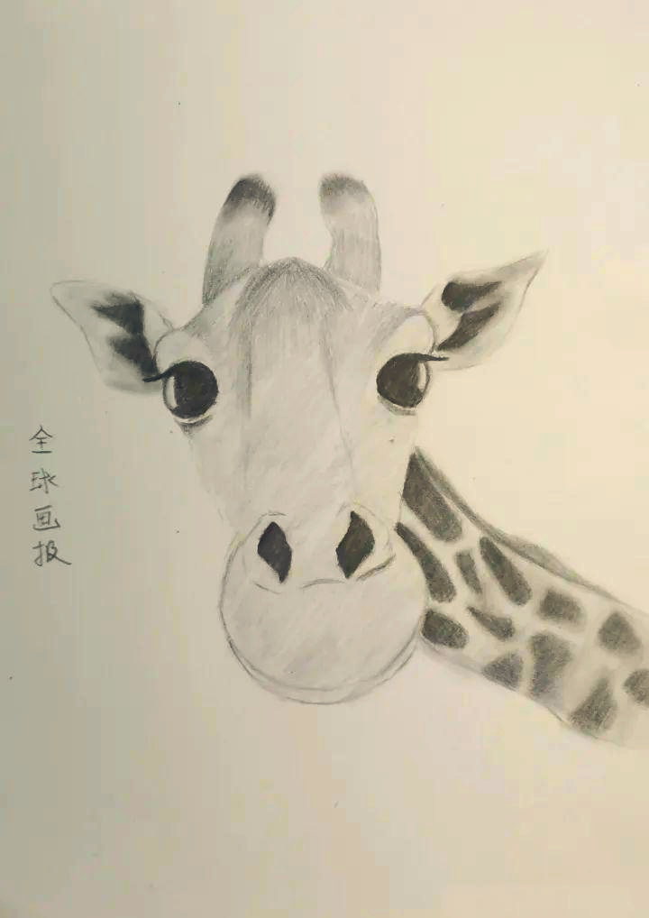 长颈鹿素描绘画技巧与步骤详解