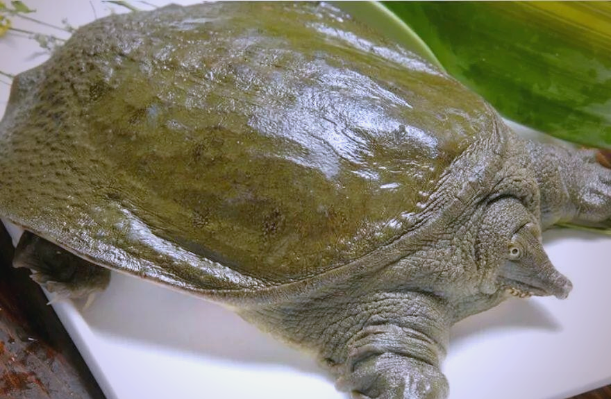 野生山瑞鳖:国家二级保护动物的生存挑战与人工养殖的兴起