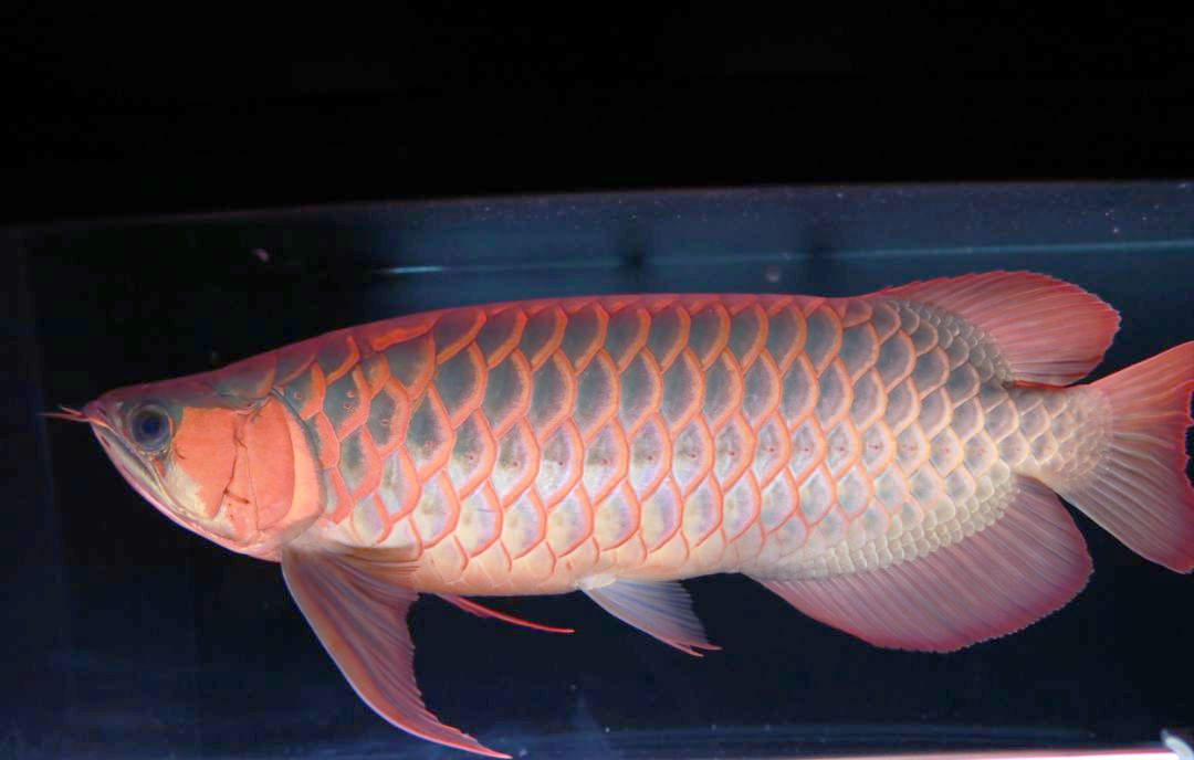 龙鱼缸尺寸揭秘:如何选择适合你的那一款