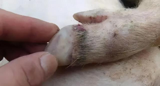 猪群得了5号病,这件事要谨慎,不然容易得不偿失