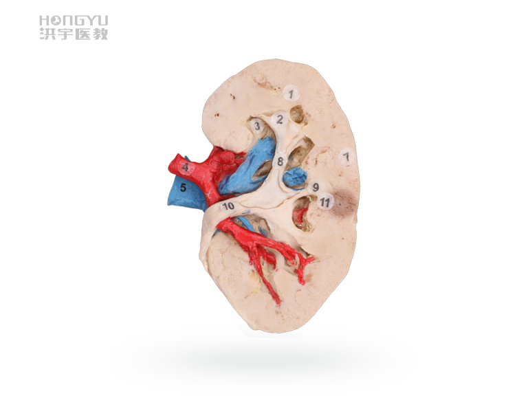 人体标本之肾,你了解多少?