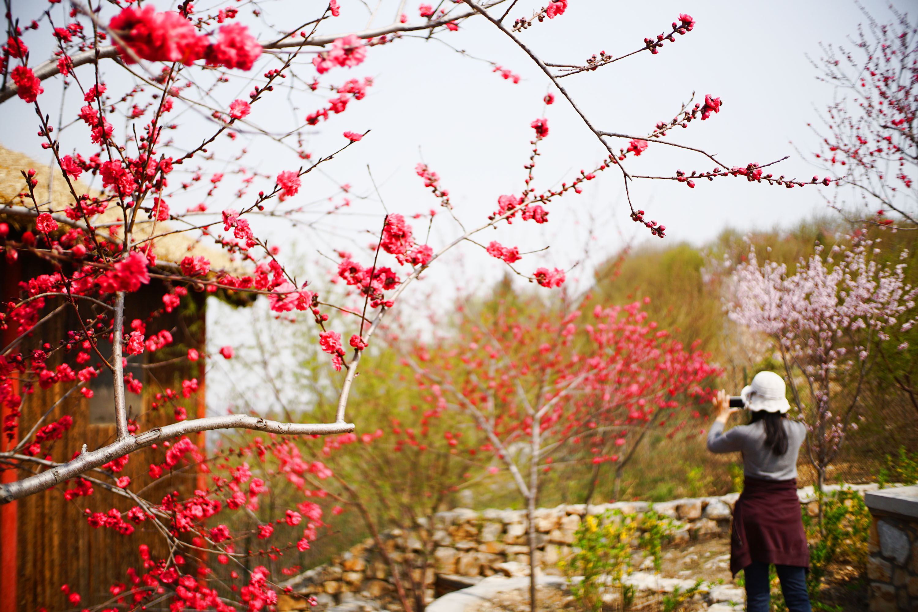 安阳昆玉山桃花节图片