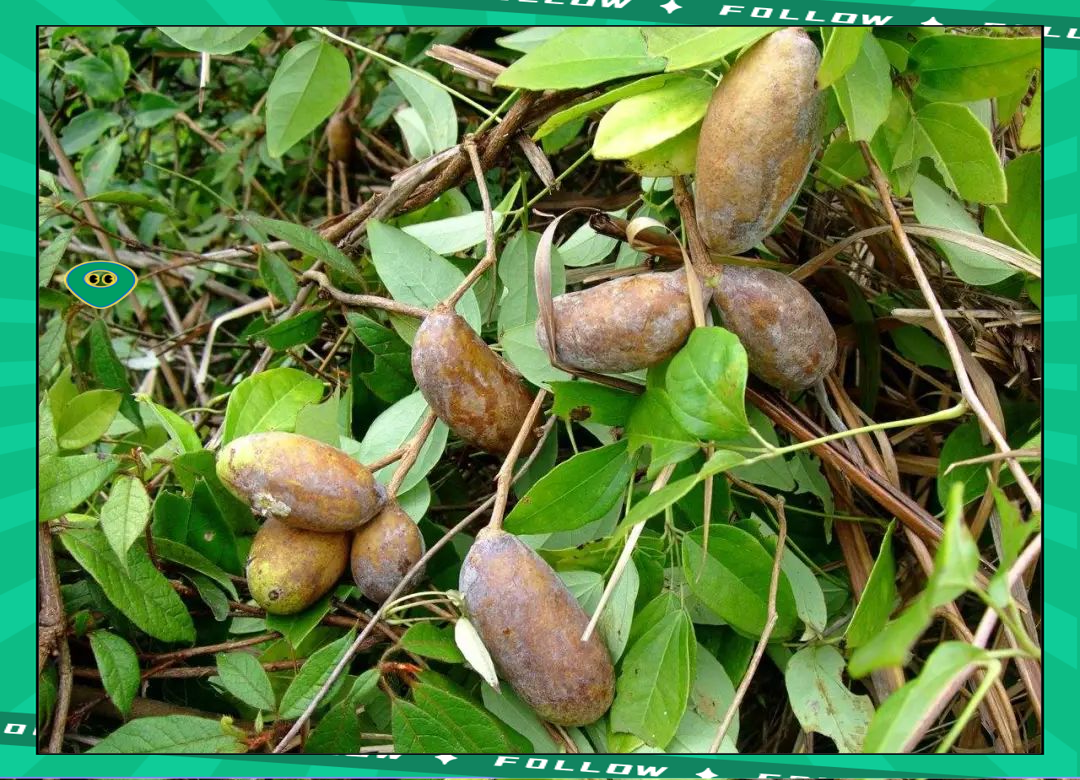 野生八月瓜,果王之称的奇异之果,市场受欢迎度极高