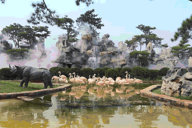 央视关注齐河旅游:中国驿非遗活动获青睐 动物王国小白狮受宠爱